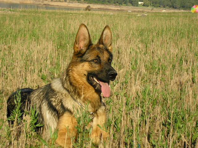 cora